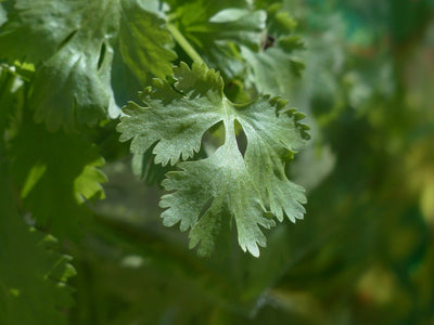 Leafy Vegetables