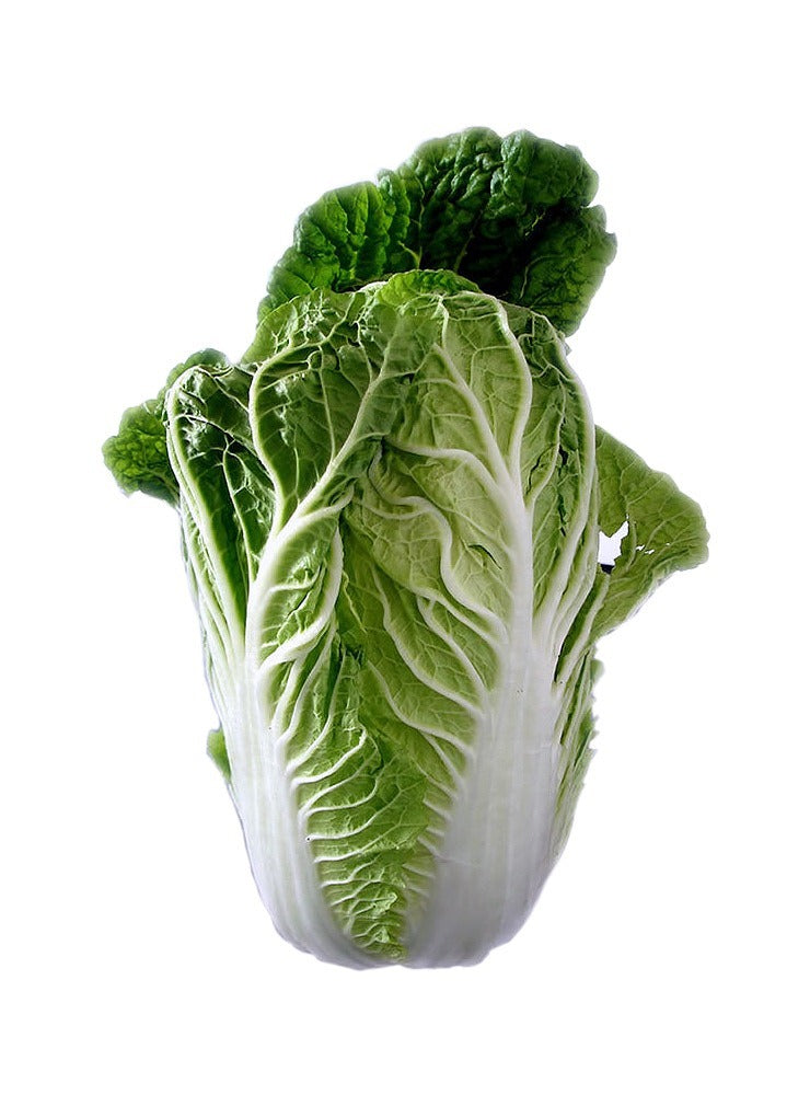 Cabbage Chinese Leaf - ExoticEstore
