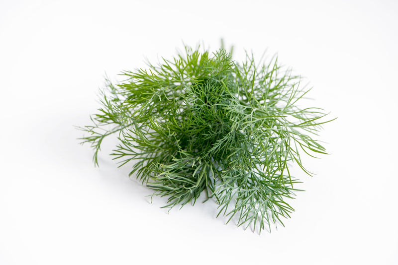 Dill Bunch - ExoticEstore