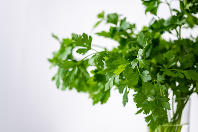 Parsley Bunch - ExoticEstore