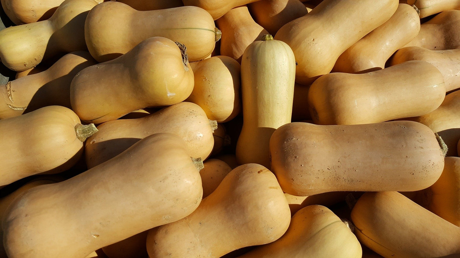 Butternut Squash - ExoticEstore