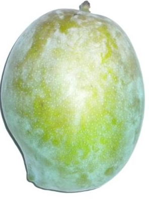 Mango Rajapuri 1 Piece Approx 400g - ExoticEstore