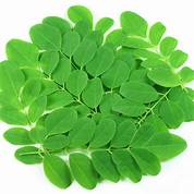 Drumstick Leaves Bunch 200g Approx