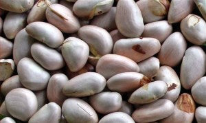 Jack Fruit Seeds 300g